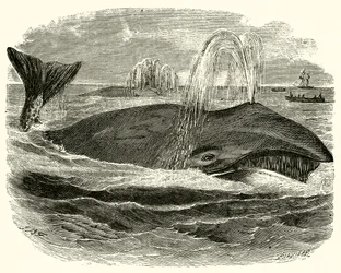 Greenland Whale